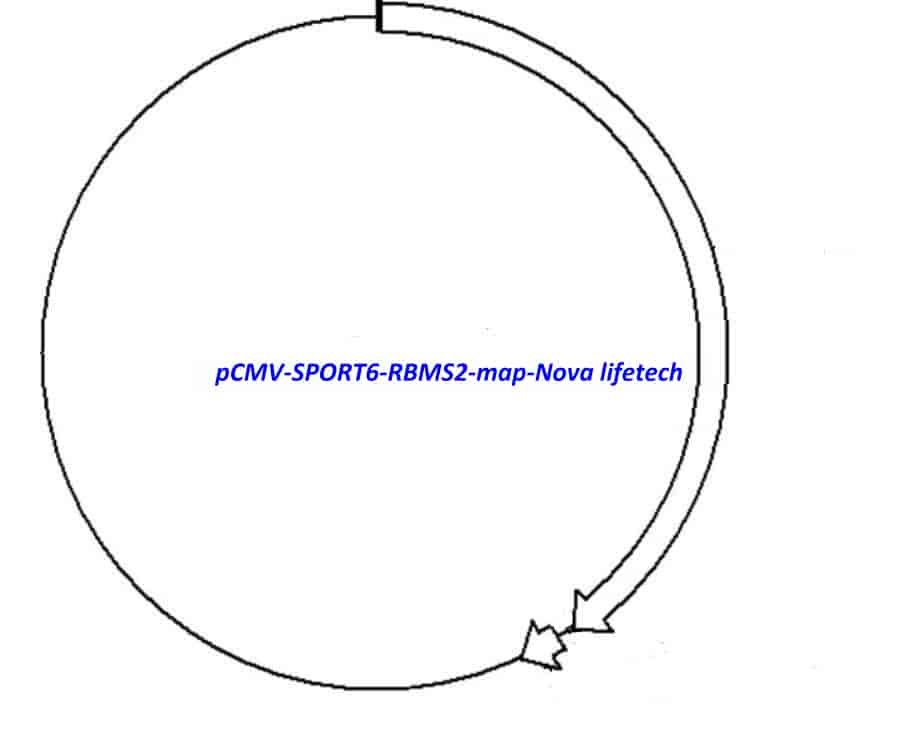 pCMV-SPORT6-RBMS2 Plasmid