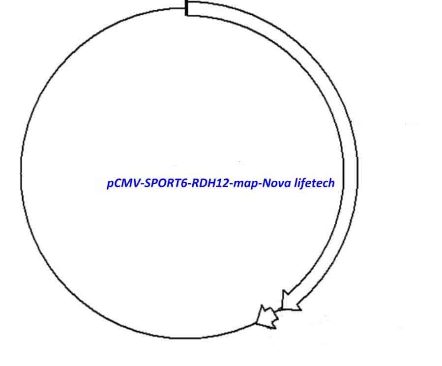 pCMV-SPORT6-RDH12 Plasmid