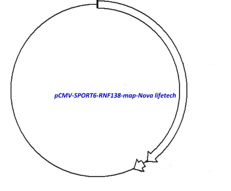 pCMV-SPORT6-RNF138