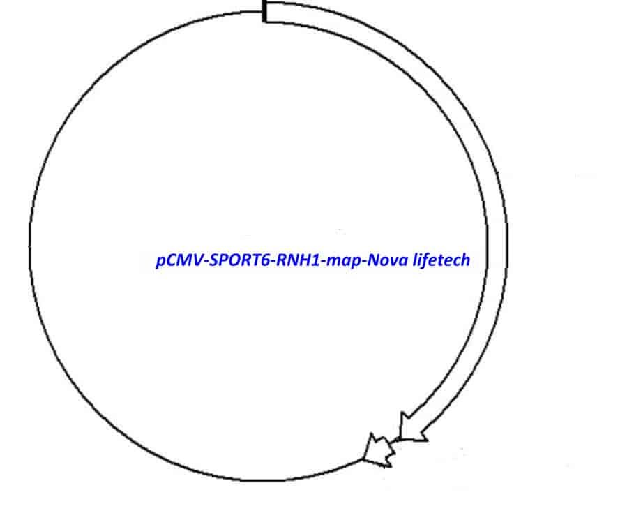 pCMV-SPORT6-RNH1