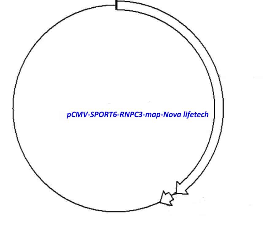 pCMV-SPORT6-RNPC3