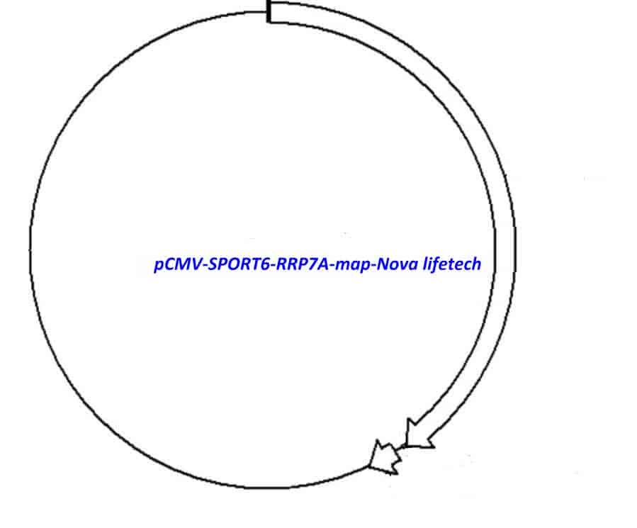 pCMV-SPORT6-RRP7A