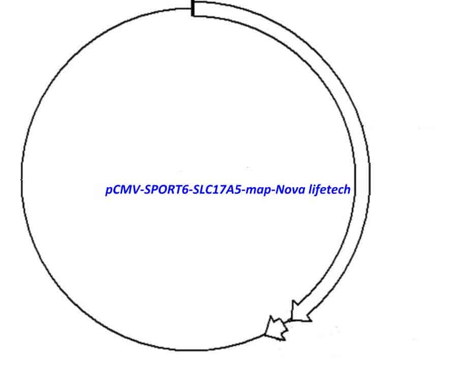 pCMV-SPORT6-SLC17A5