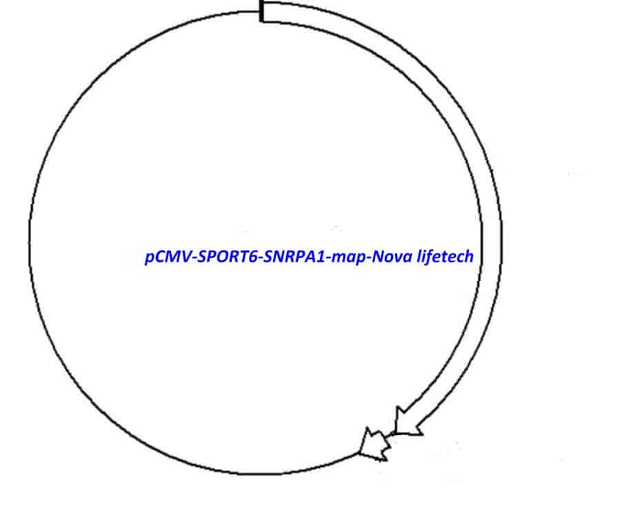 pCMV-SPORT6-SNRPA1