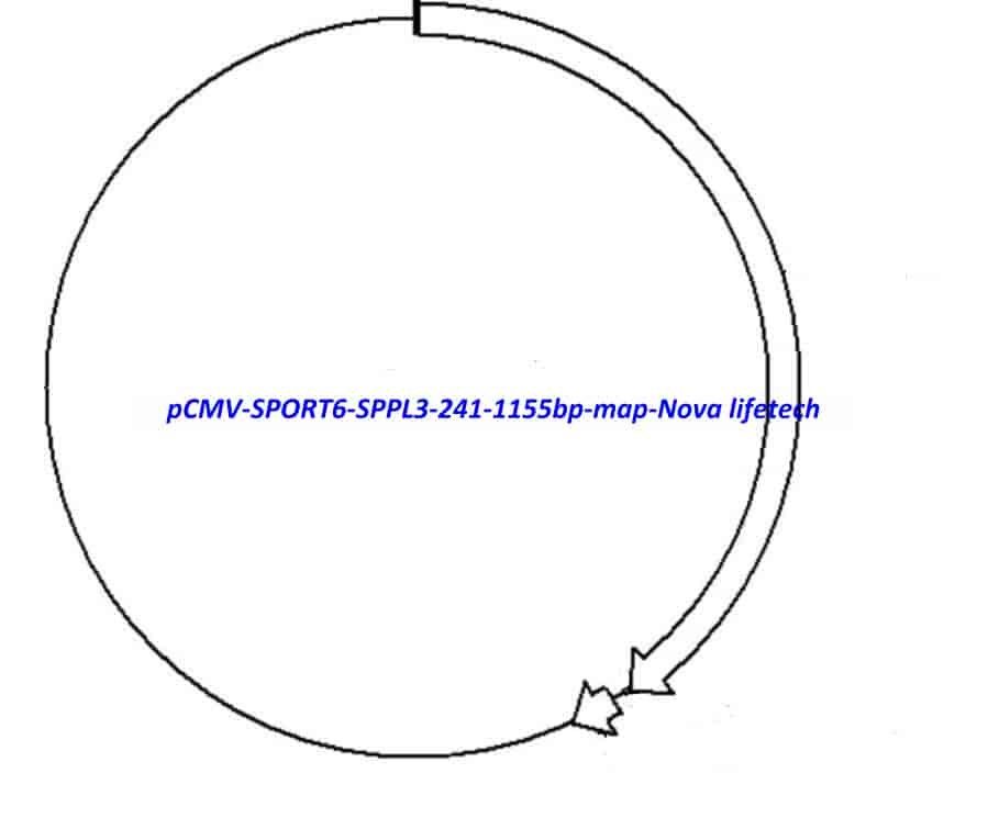 pCMV-SPORT6-SPPL3(241-1155bp) Plasmid