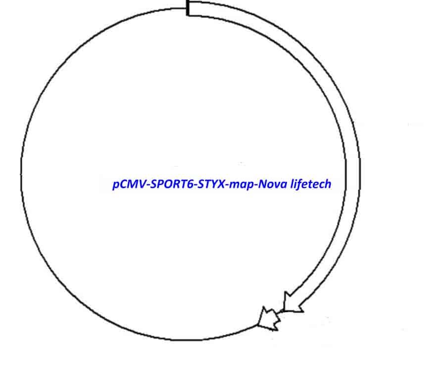 pCMV-SPORT6-STYX
