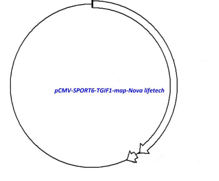 pCMV-SPORT6-TGIF1