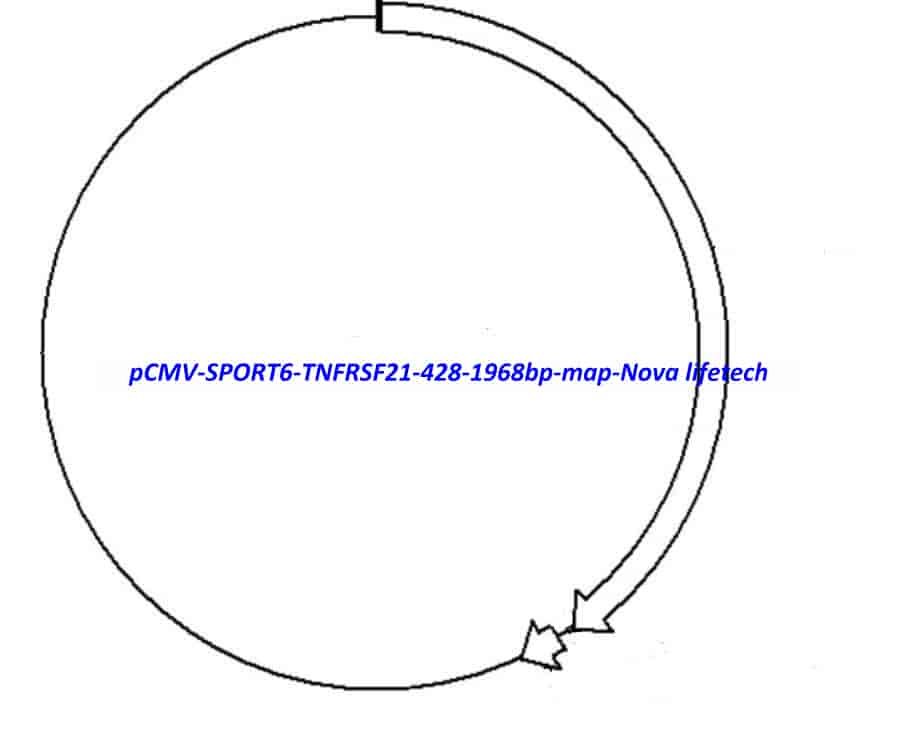 pCMV-SPORT6-TNFRSF21(428-1968bp)