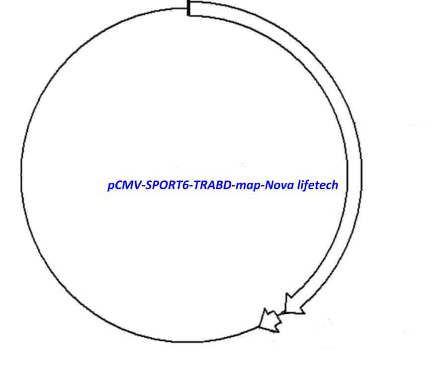 pCMV-SPORT6-TRABD
