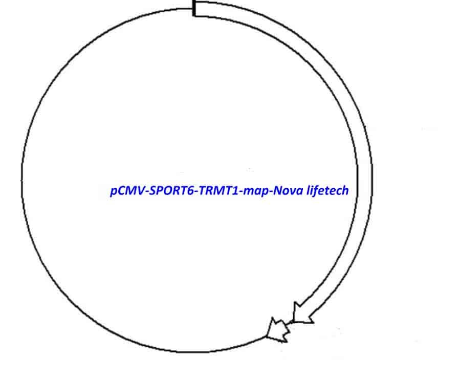 pCMV-SPORT6-TRMT1