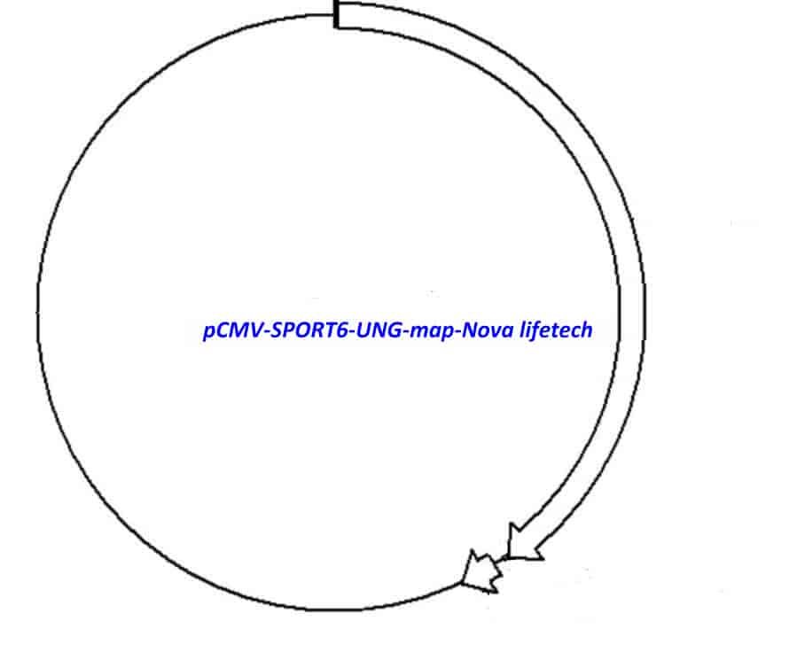 pCMV-SPORT6-UNG