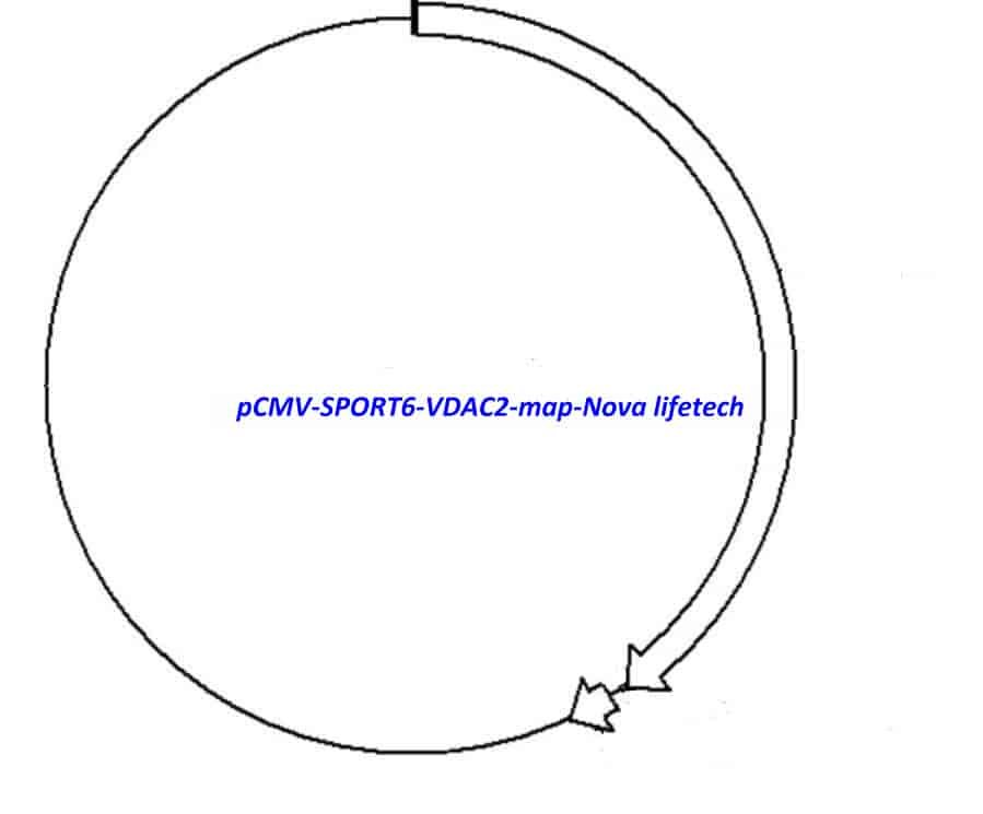pCMV-SPORT6-VDAC2