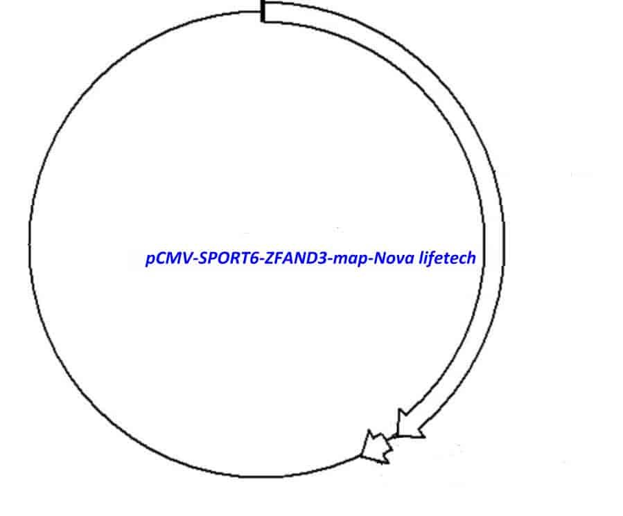 pCMV-SPORT6-ZFAND3 Plasmid
