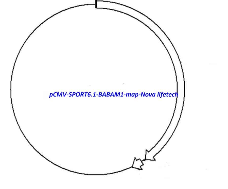 pCMV-SPORT6.1-BABAM1 Plasmid