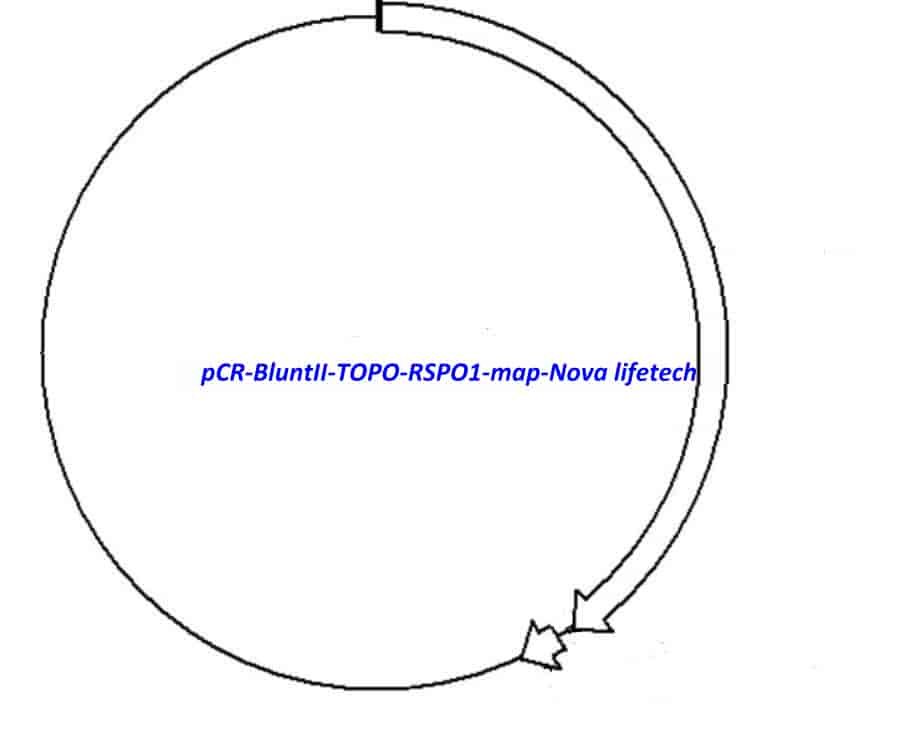 pCR-BluntII-TOPO-RSPO1 Plasmid