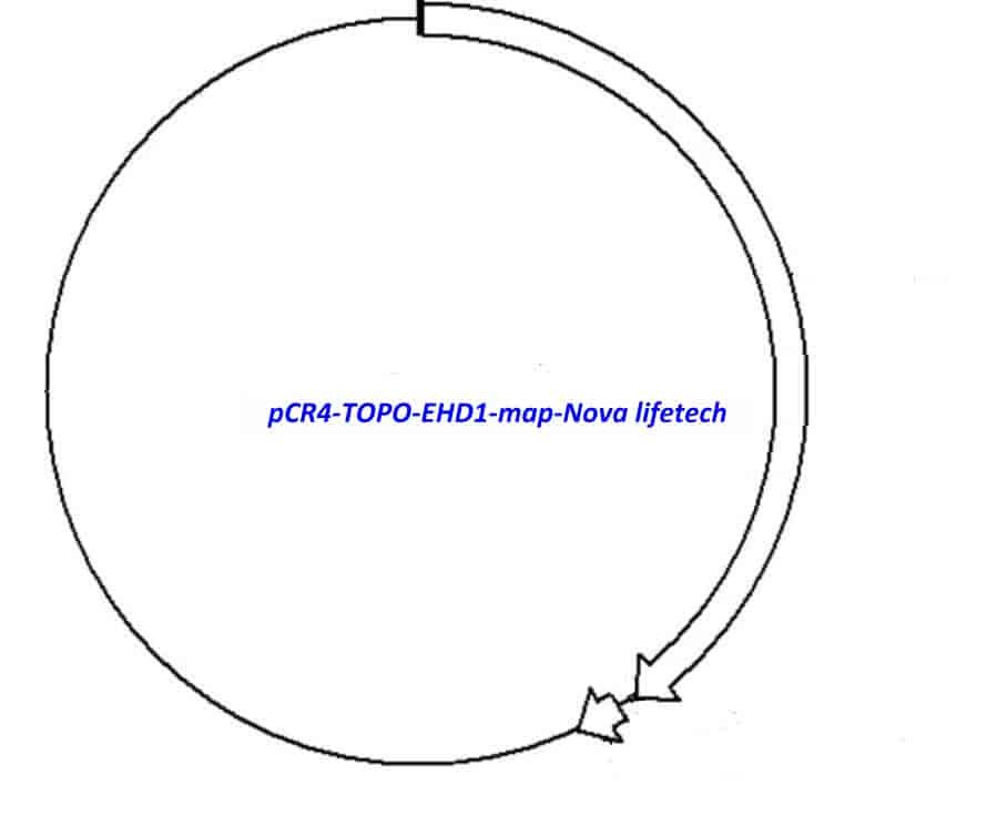 pCR4-TOPO-EHD1 Plasmid