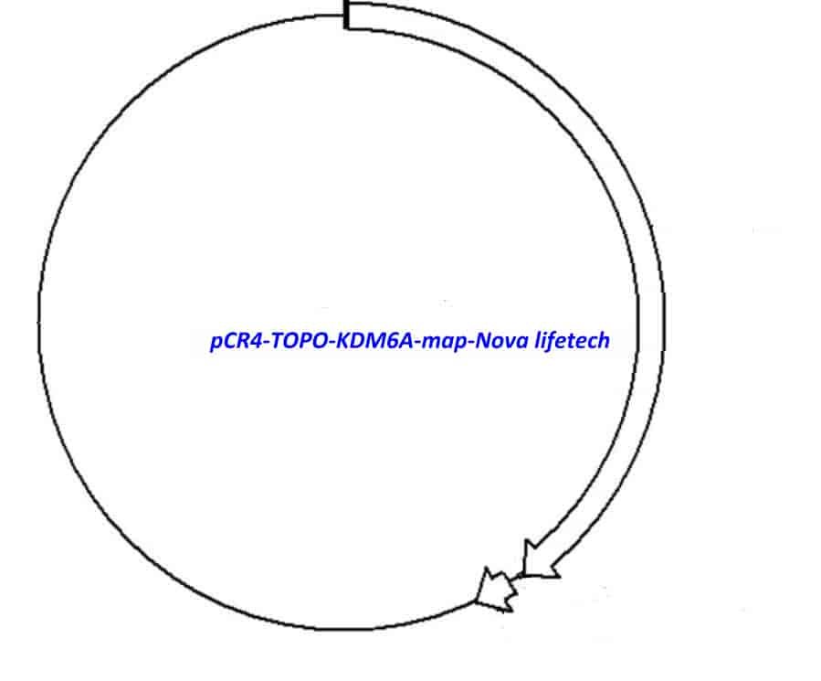 pCR4-TOPO-KDM6A Plasmid