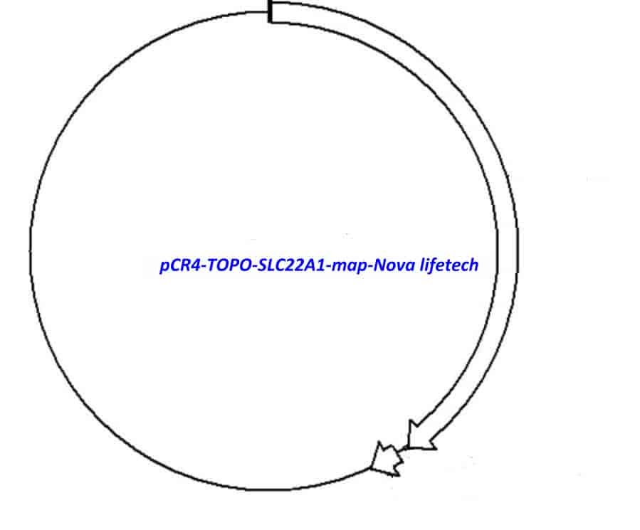 pCR4-TOPO-SLC22A1