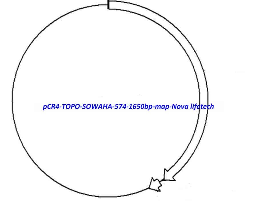 pCR4-TOPO-SOWAHA(574-1650bp) Plasmid