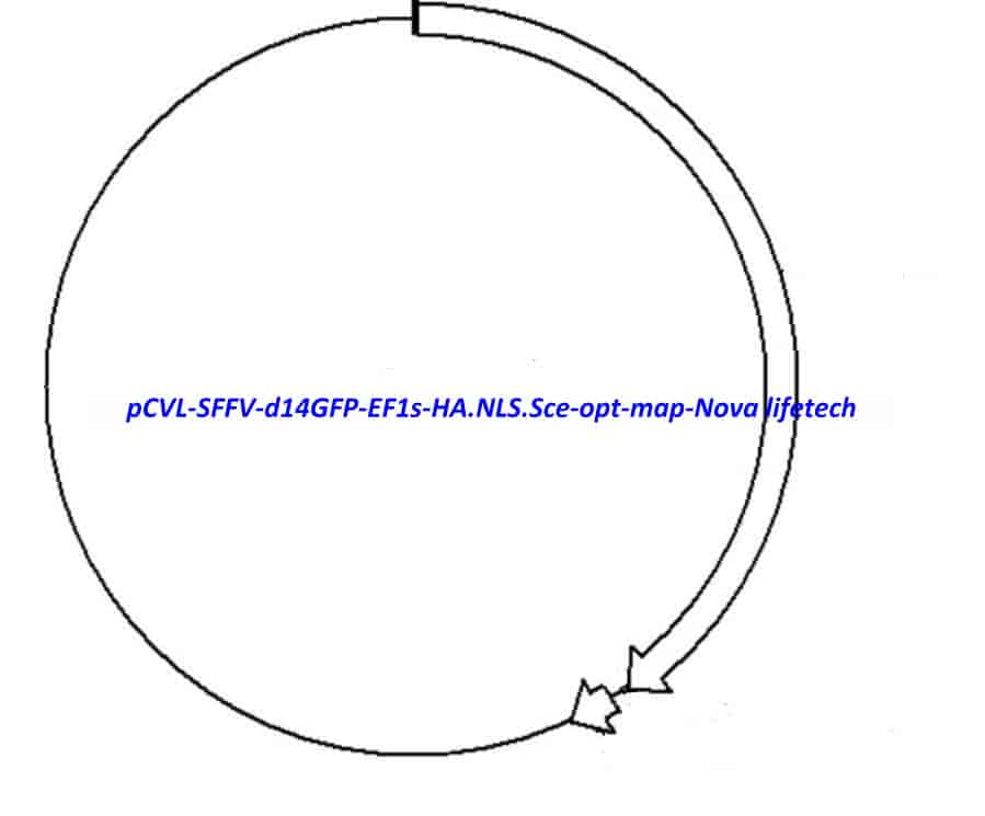 pCVL SFFV d14GFP EF1s HA.NLS.Sce(opt)