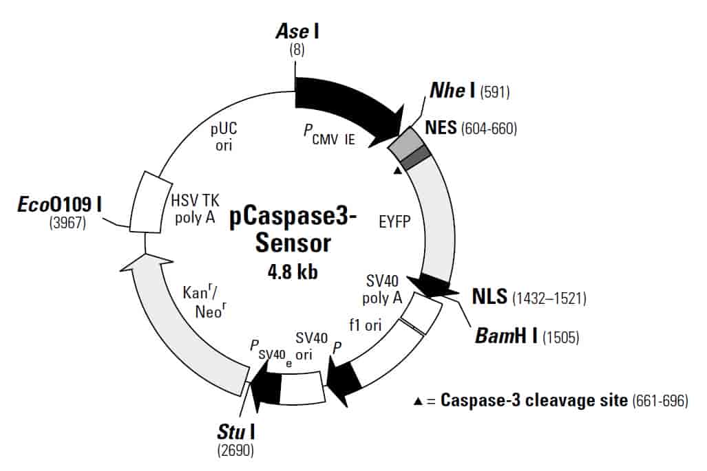 pCaspase3- sensor