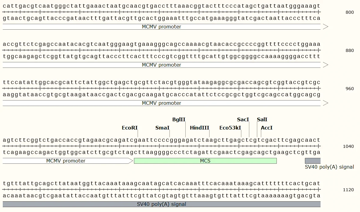 Pdc316 Map pDC316 plasmid,pDC316,pDC316 plasmid,pDC316 sequence,pDC316 map