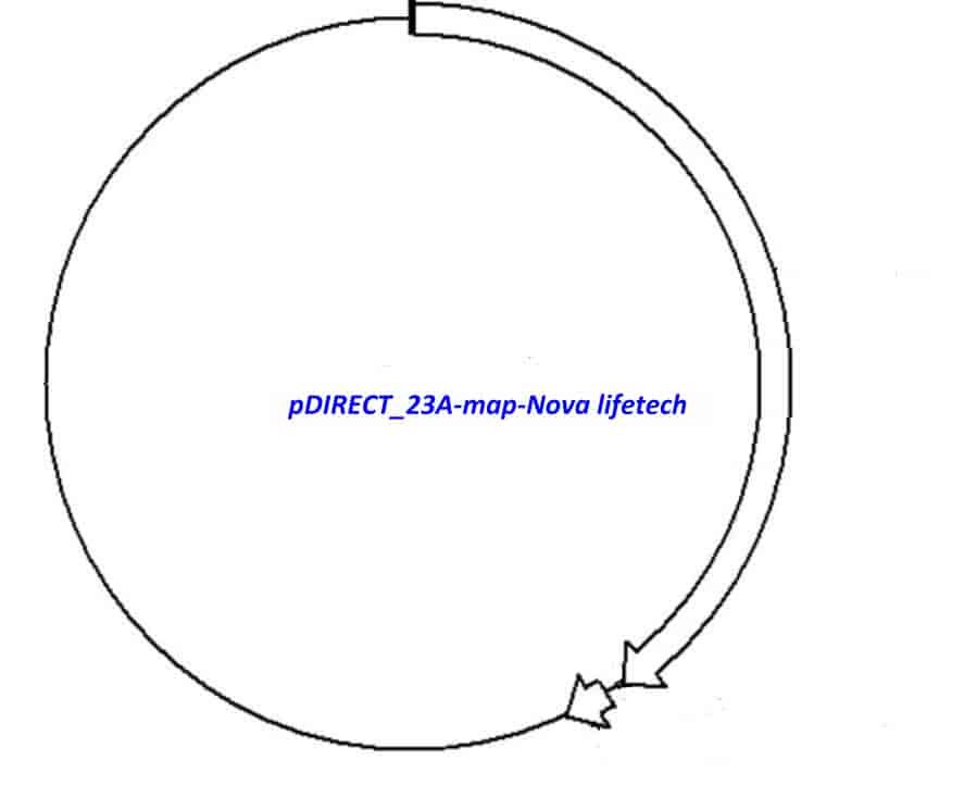 pDIRECT_23A Plasmid