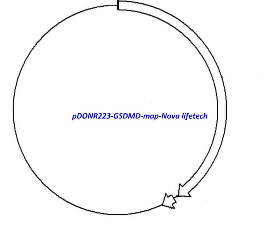 pDONR223-GSDMD Plasmid