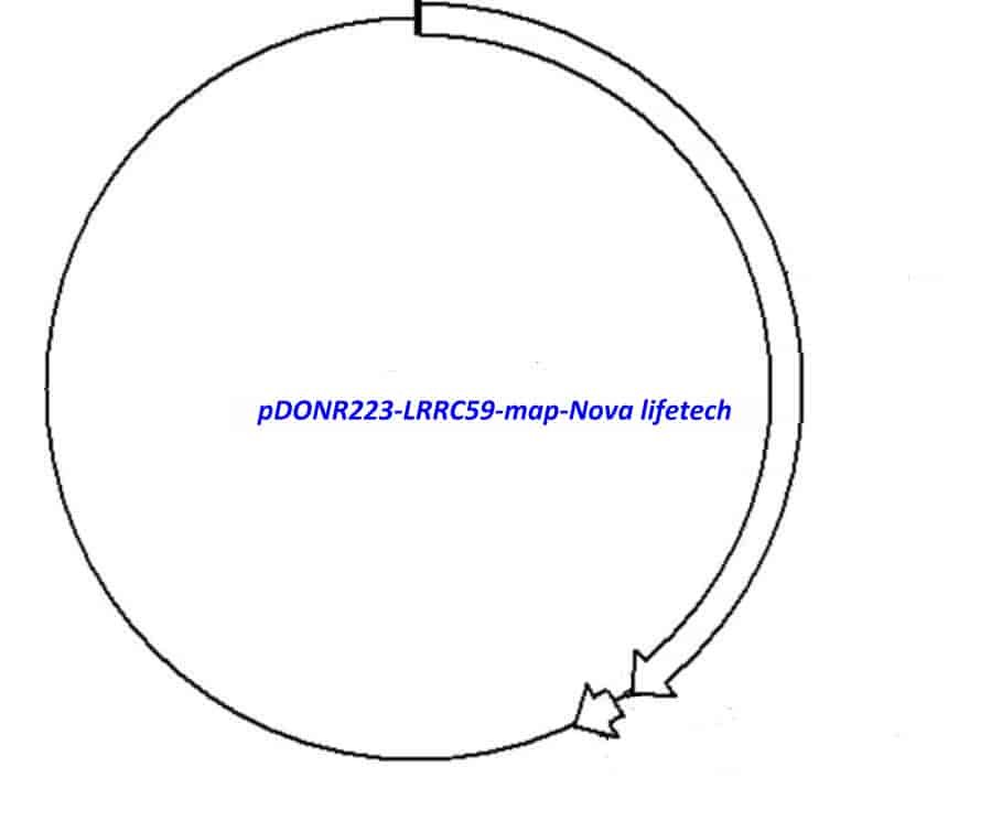 pDONR223-LRRC59 Plasmid