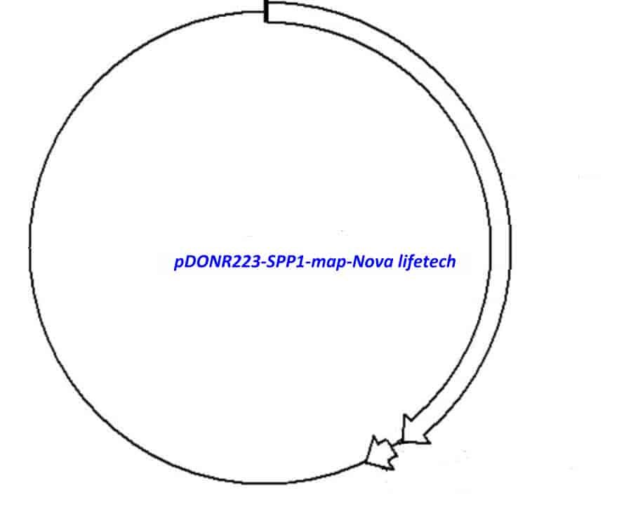 pDONR223-SPP1 Plasmid