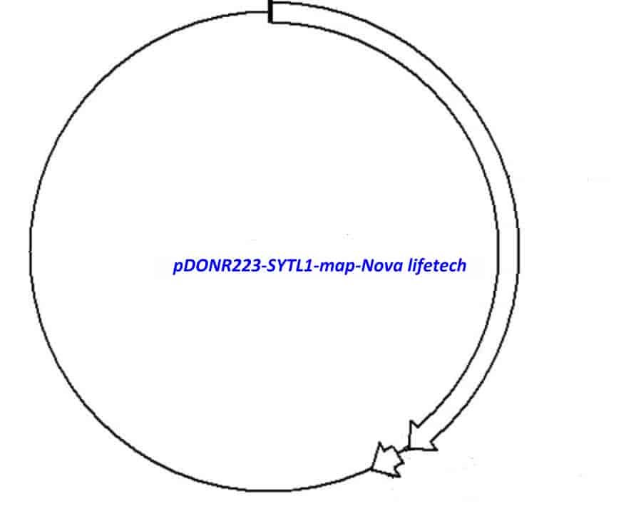pDONR223-SYTL1 Plasmid
