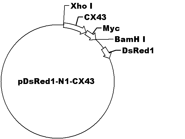 pDsRed1-N1-CX43 Plasmid