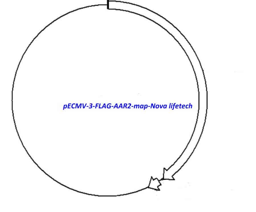 pECMV-3-FLAG-AAR2