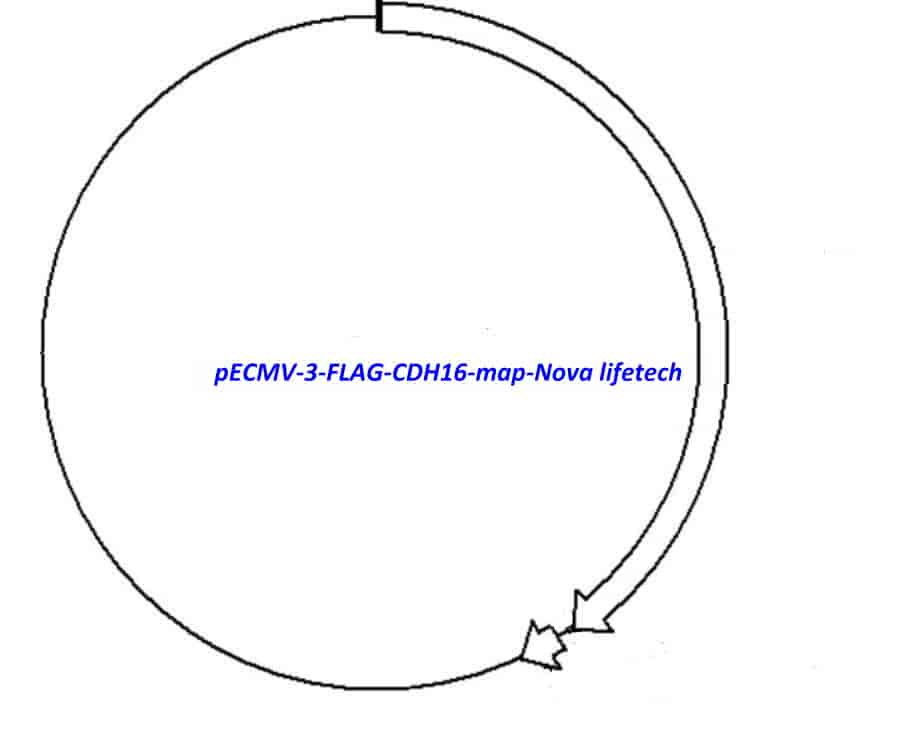 pECMV-3-FLAG-CDH16