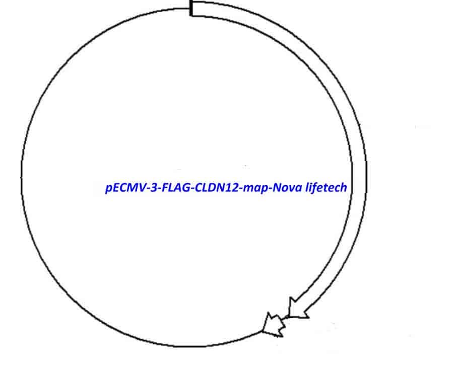 pECMV-3-FLAG-CLDN12