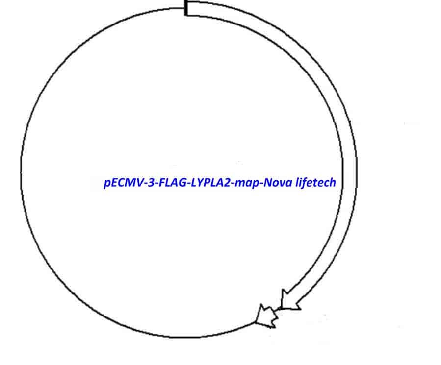 pECMV-3-FLAG-LYPLA2