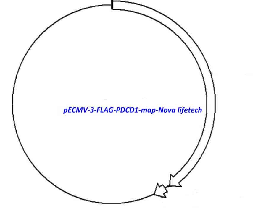 pECMV-3-FLAG-PDCD1