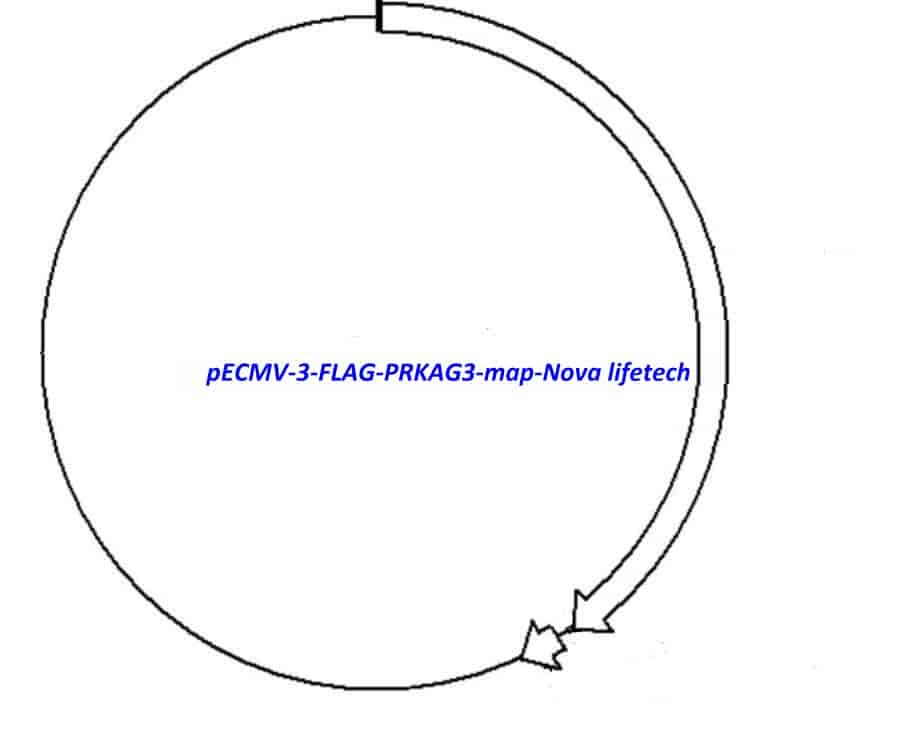 pECMV-3-FLAG-PRKAG3