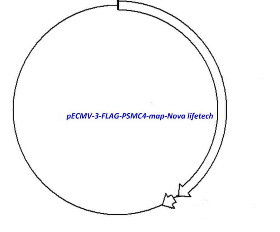 pECMV-3-FLAG-PSMC4