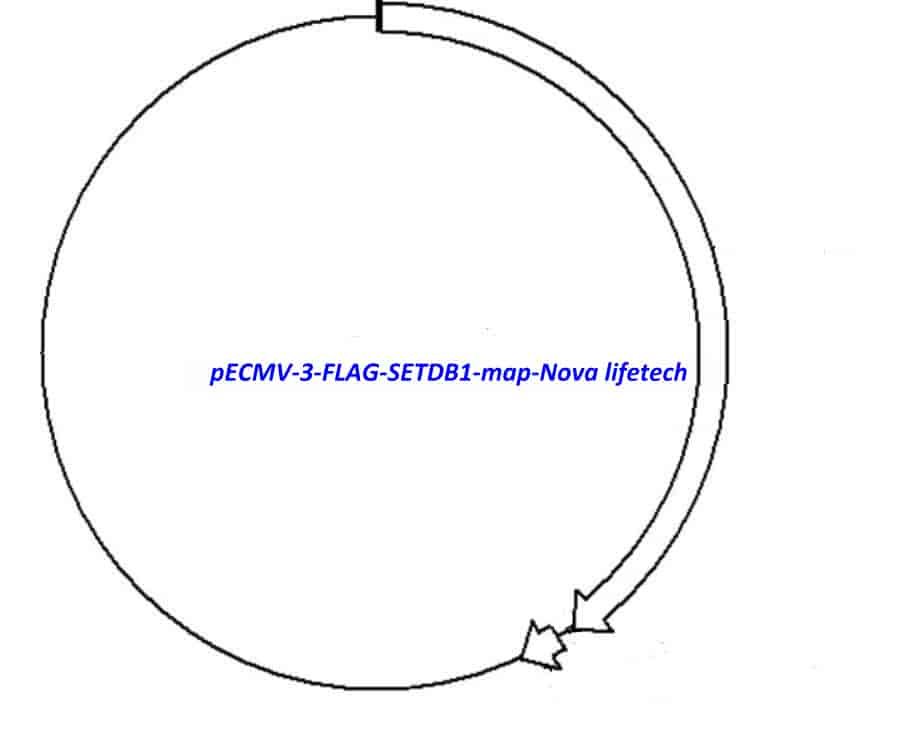 pECMV-3-FLAG-SETDB1