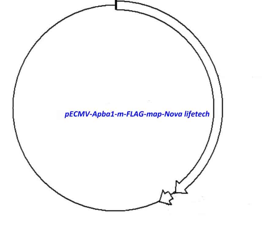 pECMV-Apba1-m-FLAG Plasmid