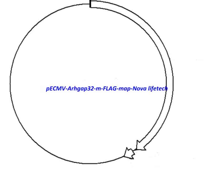 pECMV-Arhgap32-m-FLAG Plasmid