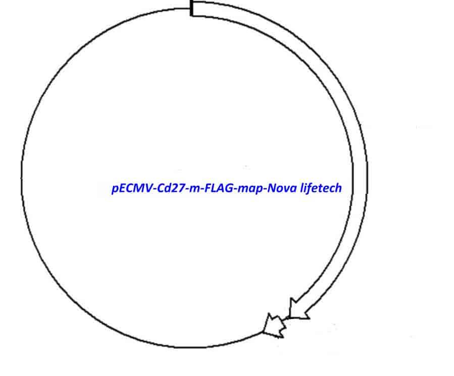 pECMV-Cd27-m-FLAG Plasmid