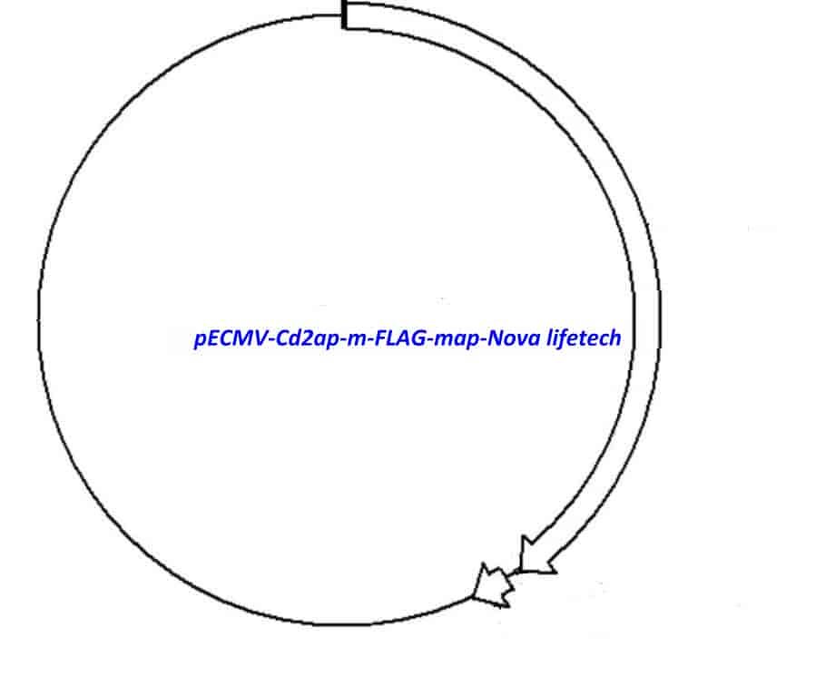 pECMV-Cd2ap-m-FLAG Plasmid