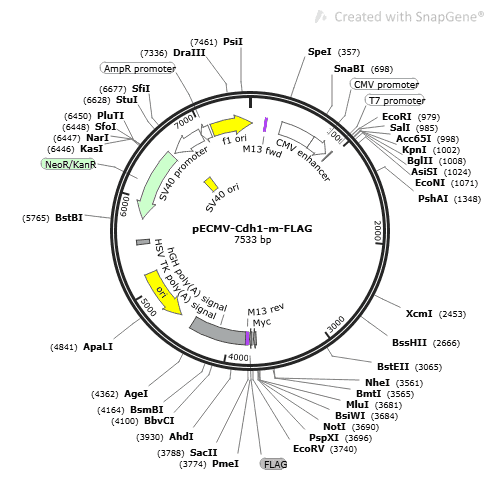 pECMV-Cdh1-m-FLAG Plasmid