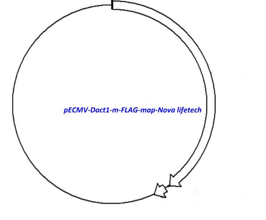 pECMV-Dact1-m-FLAG Plasmid