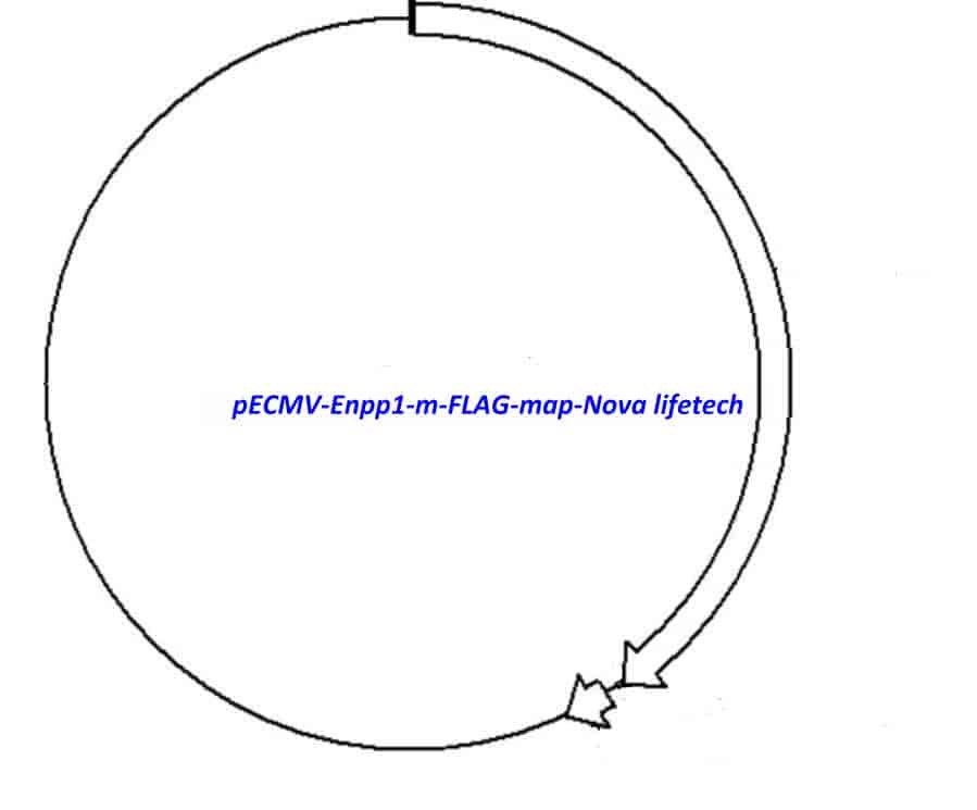 pECMV-Enpp1-m-FLAG Plasmid
