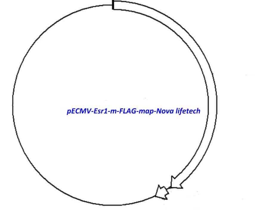 pECMV-Esr1-m-FLAG Plasmid