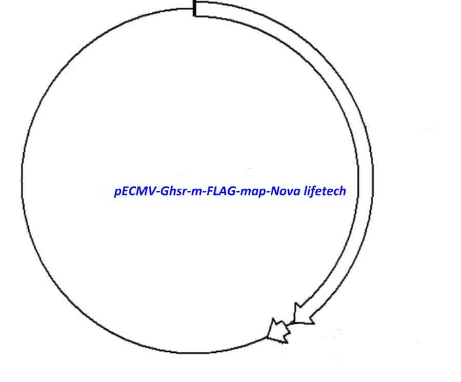pECMV-Ghsr-m-FLAG Plasmid