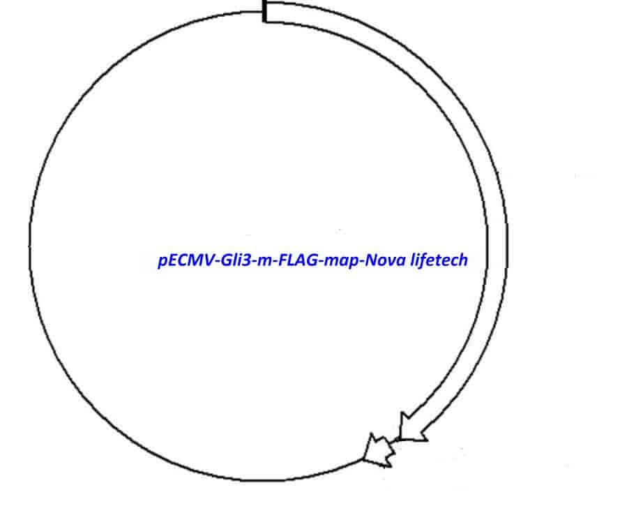 pECMV-Gli3-m-FLAG Plasmid